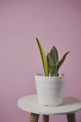 Sansevieria trifasciata isolated on pink. Sansevieria now included in genus Dracaena is known as snake plant.