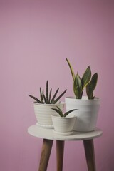 Various type of sansevieria: trifasciata and cylindrica isolated on pink. Sansevieria now included in genus Dracaena is known as snake plant.