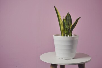 Sansevieria trifasciata isolated on pink. Sansevieria now included in genus Dracaena is known as snake plant. - obrazy, fototapety, plakaty