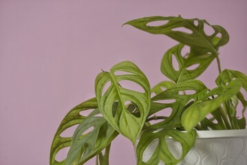 Monstera adansonii or Adanson's Monstera, also known as  Swiss cheese or five holes plant isolated...