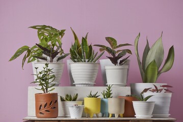 Various type of indoor plants with pink background. Indoor plants such as sansevieria, aglaonema,...