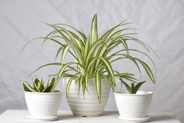 Fototapeta na wymiar Chlorophytum comosum, known as spider plant, and two sansevieria isolated on white and textured background.