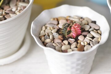 Cactus Gymnocalycium mihanovichii variegata in close up