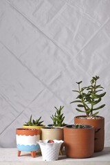 Various type of succulent plants isolated on white textured background. Indoor plants such as sansevieria, cactus, jade plant, aloe vera, and gymnocalycium.