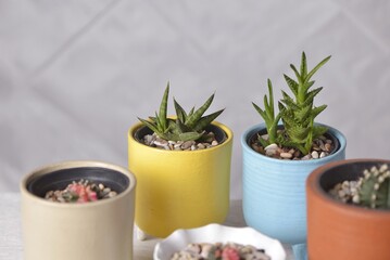 Various type of succulent plants isolated on white textured background. Indoor plants such as sansevieria, cactus, jade plant, aloe vera, and gymnocalycium.