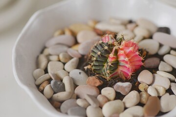 Cactus Gymnocalycium mihanovichii variegata in close up