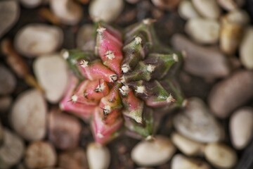 Cactus Gymnocalycium mihanovichii variegata in close up