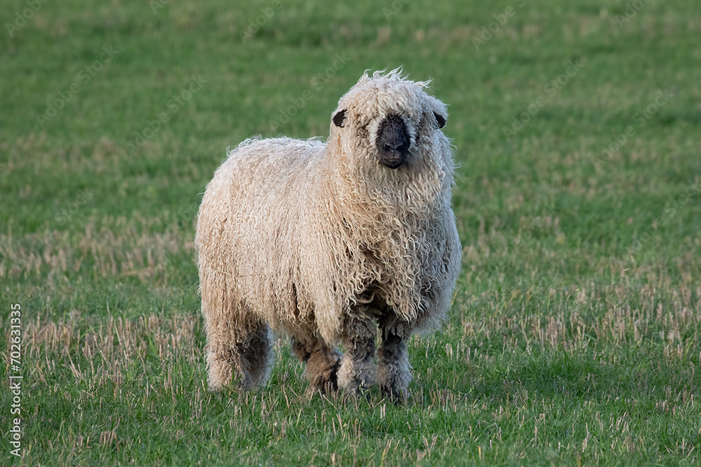 Poster A close up image of a shaggy haired sheep. The ram has a heavy fleece of wool and is standing in a field facing the camera