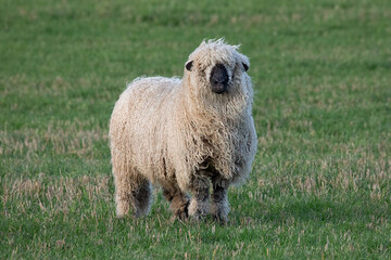 A close up image of a shaggy haired sheep. The ram has a heavy fleece of wool and is standing in a field facing the camera - 702631335