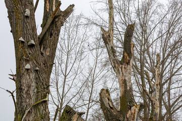 Dead poplars with tinder fungus in winter. Populus. Fomes fomentarius.