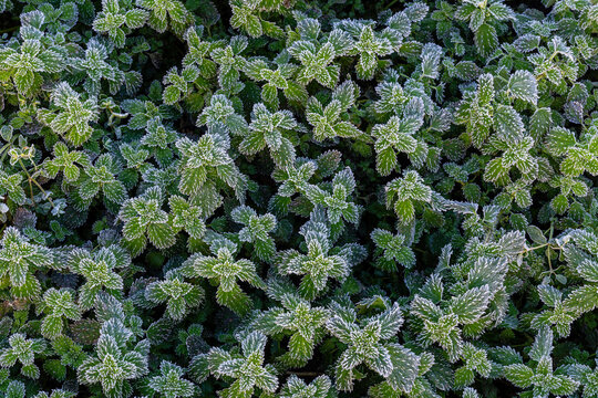 Urtica urens. Lesser nettle sprouts in winter with frost.