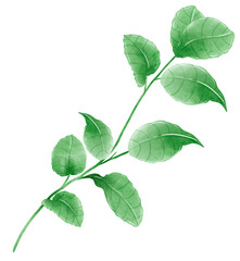 Naklejka premium Watercolor hand drawn illustration leaves and branch for wedding invitation bridal shower greeting card