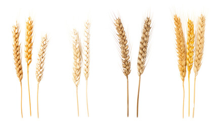 Wheat ears or heads set isolated on transparent and white background.PNG image.