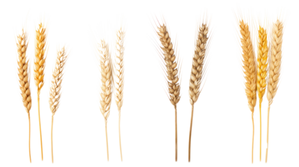 Wheat ears or heads set isolated on transparent and white background.PNG image.