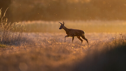 Reh (Capreolus capreolus) im Sonnenaufgang