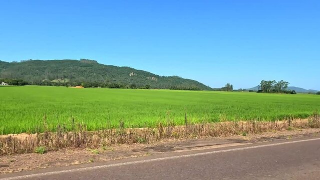 Rice plantation on the side of the road in southern Brazil.