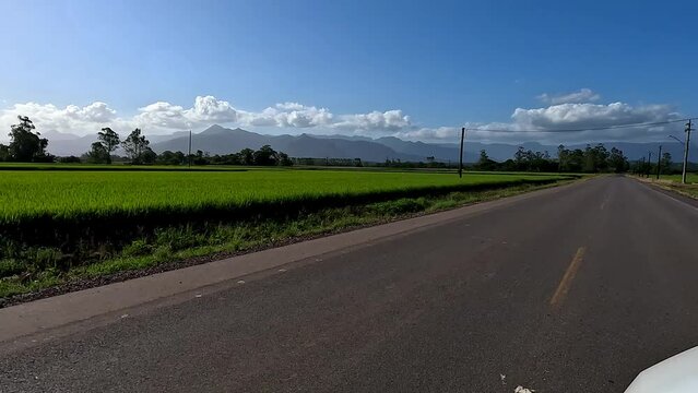 Rice plantation on the side of the road in southern Brazil.