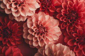 Foto op Canvas A background with beautiful bouquet of pink and red dahlia flowers on a solid background. Perfect for Mother's Day, Easter, Women's Day, banner, card, postcard, poster, backdrop. © Milan