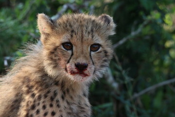 portrait of a cheetah