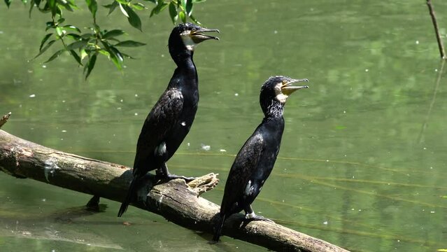 The great cormorant, Phalacrocorax carbo known as the great black cormorant across the Northern Hemisphere, the black cormorant in Australia and the black shag further south in New Zealand