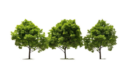 Green Tree Isolated on transparent and white background.PNG image.