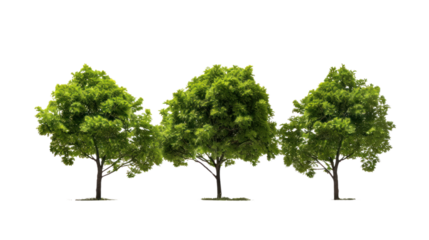 Green Tree Isolated on transparent and white background.PNG image.