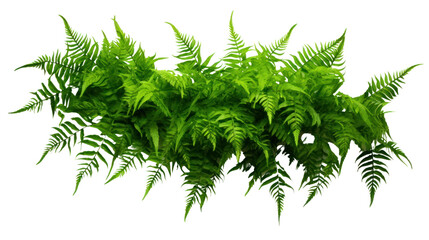 Green leaves tropical foliage plant bush of cascading Fishtail fern isolated on transparent and white background.PNG image.