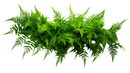 Green leaves tropical foliage plant bush of cascading Fishtail fern isolated on transparent and white background.PNG image.