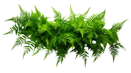 Foto op Aluminium Green leaves tropical foliage plant bush of cascading Fishtail fern isolated on transparent and white background.PNG image. © CStock