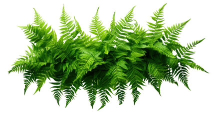 Green leaves tropical foliage plant bush of cascading Fishtail fern isolated on transparent and white background.PNG image. - obrazy, fototapety, plakaty