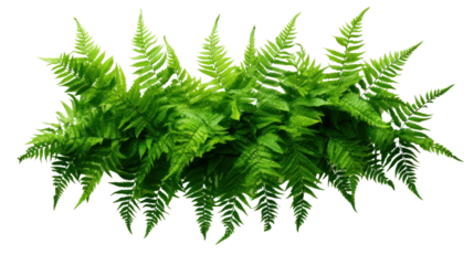 Green leaves tropical foliage plant bush of cascading Fishtail fern isolated on transparent and white background.PNG image.