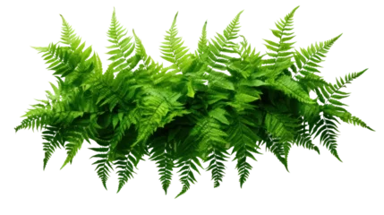 Poster Im Rahmen Green leaves tropical foliage plant bush of cascading Fishtail fern isolated on transparent and white background.PNG image. © CStock