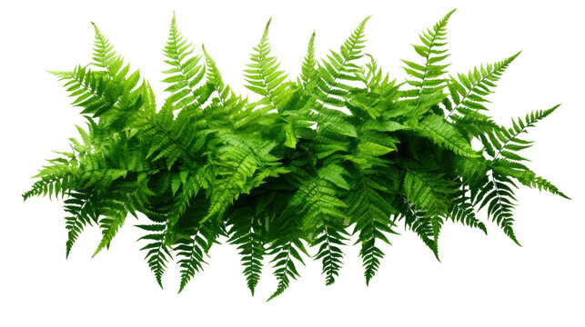 Green leaves tropical foliage plant bush of cascading Fishtail fern isolated on transparent and white background.PNG image.
