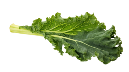 Fresh kale leaf isolated on white background.Fresh and organic vegetables