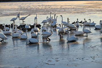 The arrival of swans, Utsunomiya, Tochigi