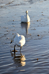 The arrival of swans, Utsunomiya, Tochigi