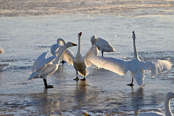 The arrival of swans, Utsunomiya, Tochigi