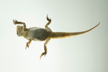 Pogona Vitticeps Bartagame perspektive