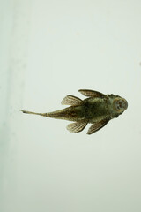 perspektive ancistrusus fisch