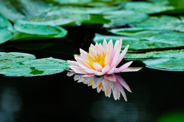 blossoming pink lotus and waterlily flowers in pond