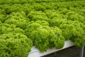 Fresh green lettuce ready to harvest from hydroponic installation in the green house