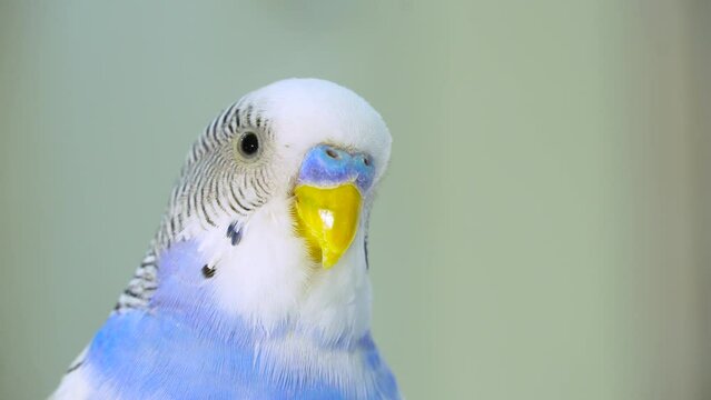 A Parrot looks at the camera in close-up. A domestic colored exotic bird. A tropical bird looks at the camera. Blue and White Parrot 4K video