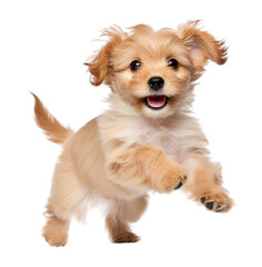 Transparent PNG - Bounding Puppy