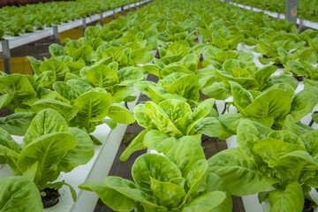 Green cos lettuce salad vegetable in hydrophonic vegetable green house farm. Hydrophonic system salad garden.