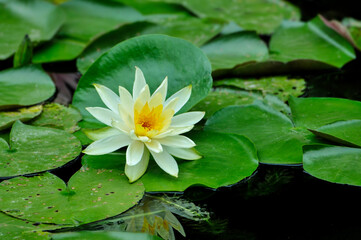 blossoming pink lotus and waterlily flowers in pond