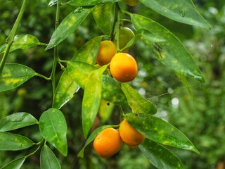 Kumquat fruits. Fortunella margarita Kumquats ( or cumquats ) foliage and Oval fruits on kumquat dwarf tree.