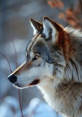- A wolf's ears, perked up, alert to its surroundings, showcasing its acute senses.