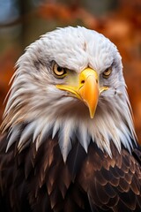 Obraz premium Majestic Gaze: A Close-Up Portrait of a Bald Eagle Locking Eyes with the Camera