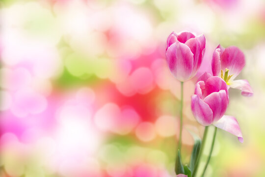 An image of beautiful pink tulips blooming against a blurry background of many colors.