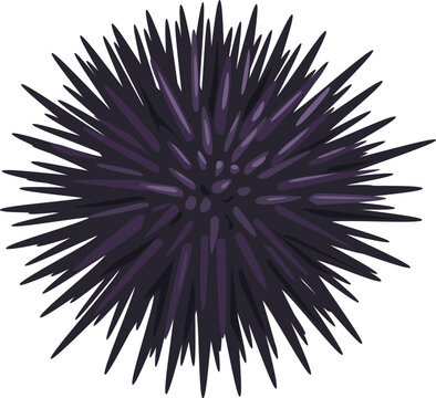 Cartoon seafood, sea urchin for sea food cuisine or restaurant, isolated vector. Raw sea urchin for seafood cuisine, delicatessen dish, cooking ingredient or sushi bar menu and fish market food